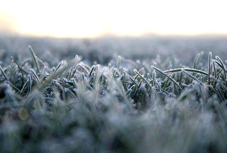 Frosty Grass